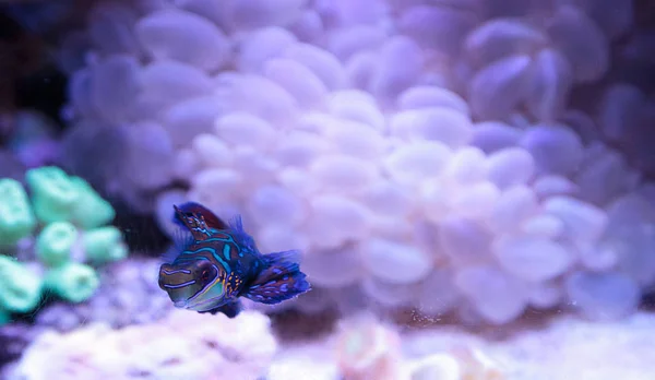 Mandarim goby também é chamado de arrastão mandarim Synchiropus splandidus — Fotografia de Stock