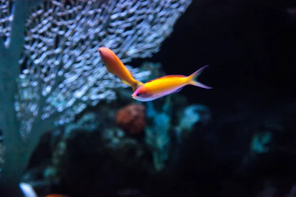 Rosa Bicolor anthias peixe Pseudanthias bicolor — Fotografia de Stock