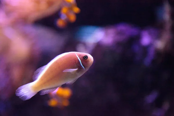 Pink skunk clownfish called Amphiprion perideraion — Stock Photo, Image