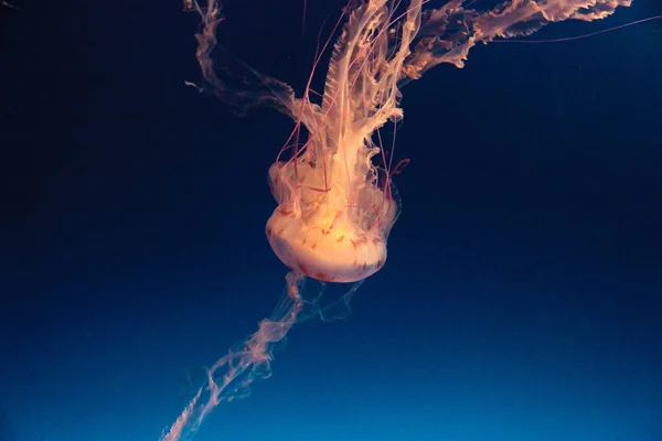 Fialová pruhovaná medúzy Chrysaora colorata — Stock fotografie