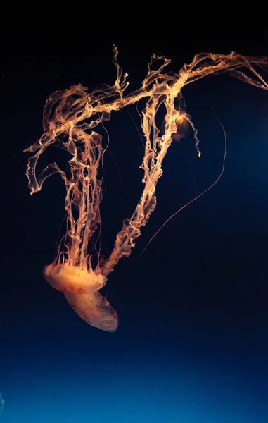 Пурпурная полосатая медуза — стоковое фото