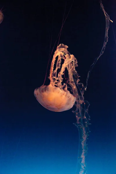 Medusas de rayas moradas Chrysaora colorata — Foto de Stock