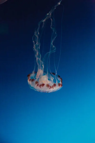 Пурпурная полосатая медуза — стоковое фото