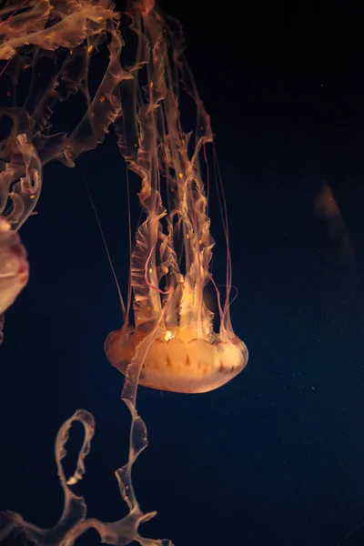 Fialová pruhovaná medúzy Chrysaora colorata — Stock fotografie