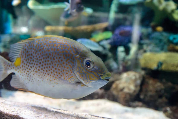 Yellowspot rabbitfish Siganus guttatus — Stock Photo, Image