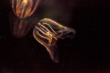 Şube ctenophore denilen tarak denizanası 