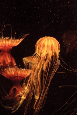 Japon deniz ısırgan denizanası Chrysaora pacifica