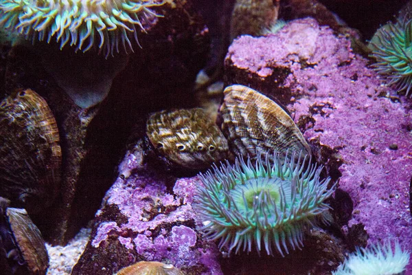 Abalone em um recife de coral perto de anêmonas — Fotografia de Stock