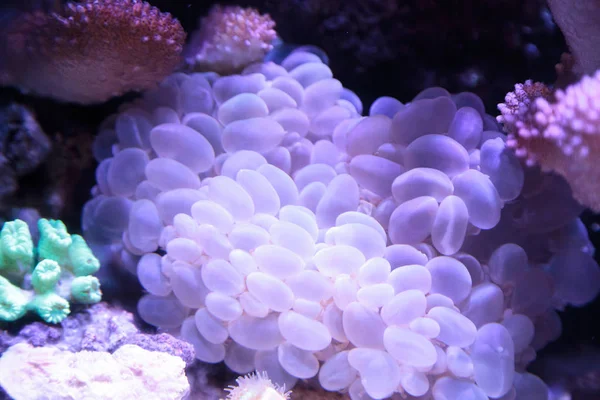 Burbuja de coral científicamente conocida como Plerogyra sinuosa — Foto de Stock