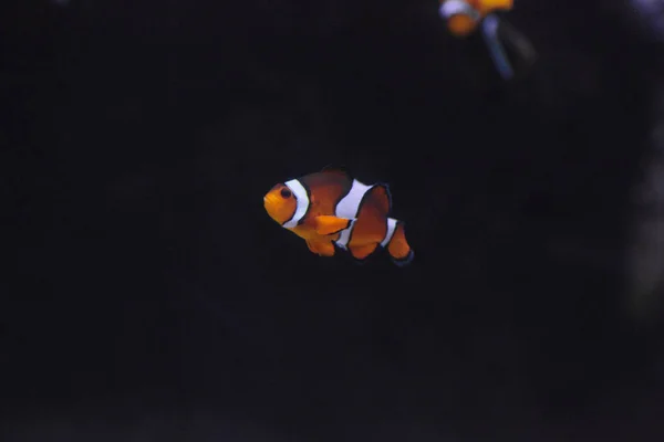 Palhaço, Amphiprioninae em um recife de coral — Fotografia de Stock