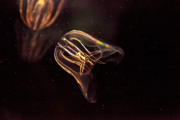 Comb jellyfish called Phylum ctenophore — Stock Photo, Image