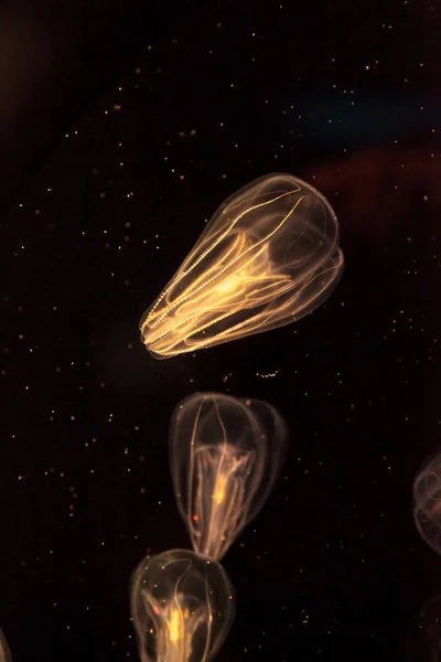 Peine medusas llamadas Phylum ctenophore — Foto de Stock