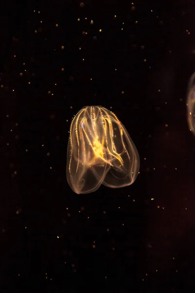 Medusas de pente chamadas Phylum ctenophore — Fotografia de Stock