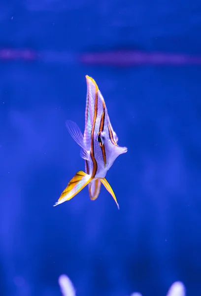 Butterflyfish de cobre — Fotografia de Stock