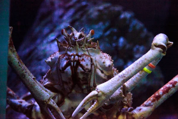 Giant spider krab — Stockfoto