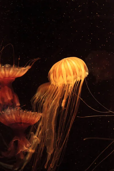 Japanese sea nettle jellyfish Chrysaora pacifica