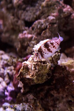 Falco hawkfish Cirrhitichthys falco