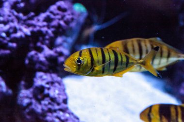 Altın Jack Gnathanodon speciosus 