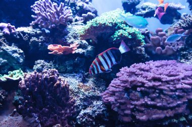 Palyaço tuskfish Choerodon fasciatus bilinen