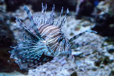 Lionfish Pterois volitans bir akvaryum içinde yüzüyor