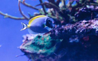 Powderblue tang balık Acanthurus leucosternon