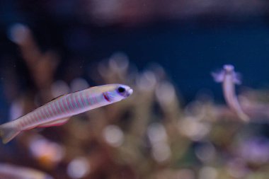 Shotsilk kaya balığı Ptereleotris zebra balığı