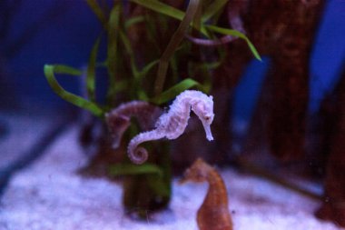 Benekli Hippocampus Hippocampus kuda 