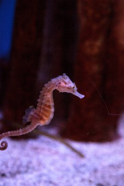 Benekli Hippocampus Hippocampus kuda 
