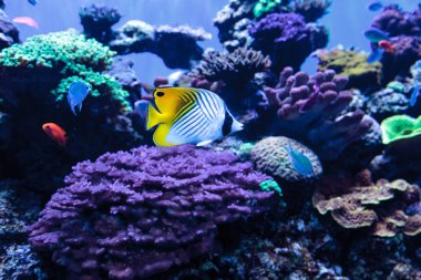 Threadfin butterflyfish ve mavi yeşil krom