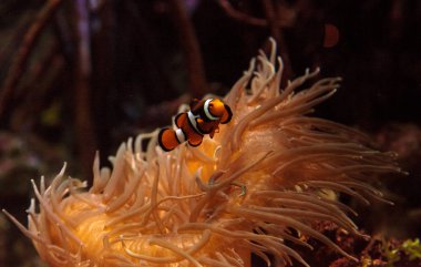 Palyaço balığı, Amphiprioninae bir anemone yüzüyor.