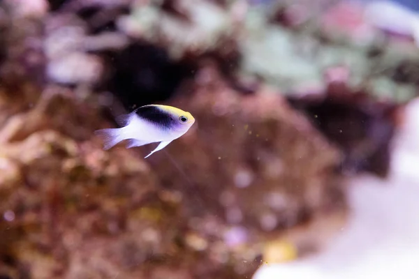 Fiji Cabeça Amarela donzela Chrysiptera rollandi — Fotografia de Stock