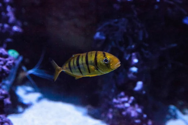 Gouden Jack Gnathanodon speciosus — Stockfoto