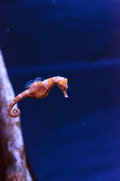 Cavalo-marinho forrado Hippocampus erectus — Fotografia de Stock