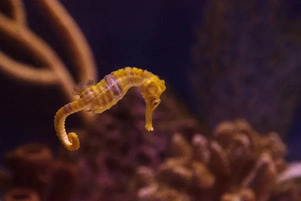 Підкладка морського коня Hippocampus erectus — стокове фото