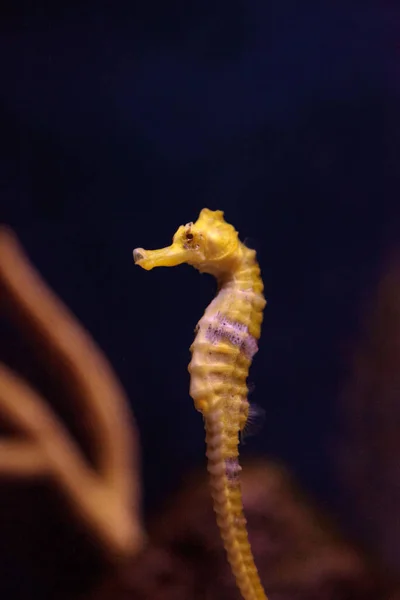 Çizgili Hippocampus Hippocampus erectus — Stok fotoğraf