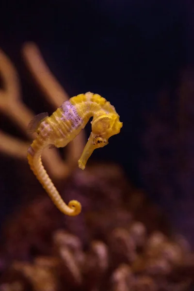 Cavalo-marinho forrado Hippocampus erectus — Fotografia de Stock