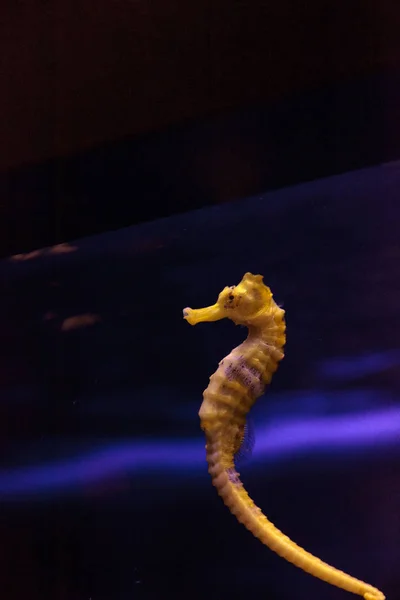 Lemované seahorse Hippocampus erectus — Stock fotografie