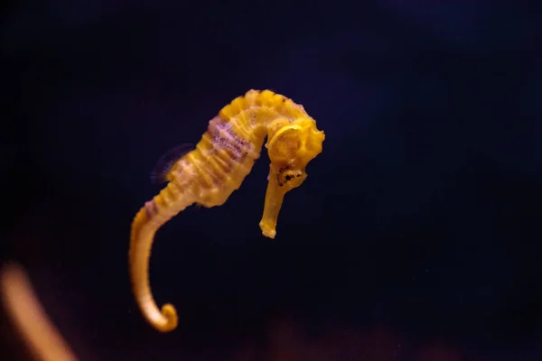 Lined seahorse Hippocampus erectus — Stock Photo, Image