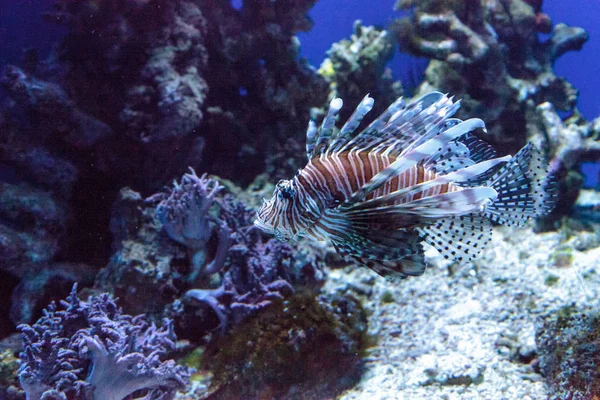 Pesce leone Pterois volitans nuota in un acquario — Foto Stock