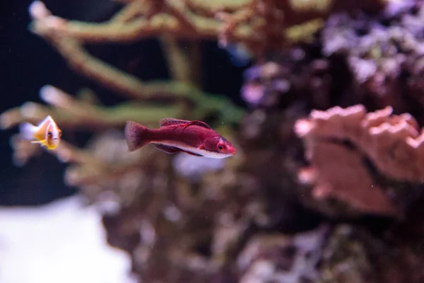 Vermelho escuro Cirrhilabrus sailfin fada wrasse — Fotografia de Stock