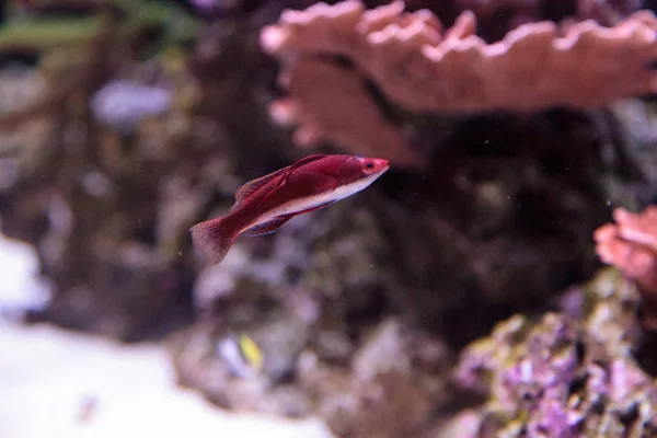 Vermelho escuro Cirrhilabrus sailfin fada wrasse — Fotografia de Stock