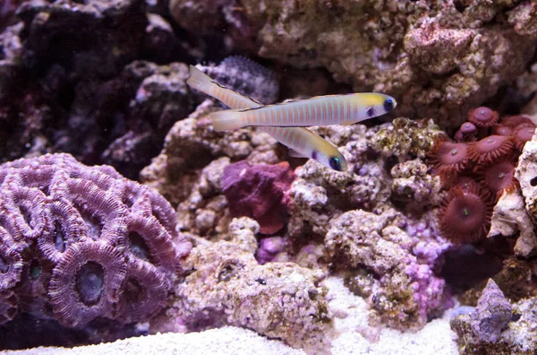 Shotsilk goby Ptereleotris zebra fish