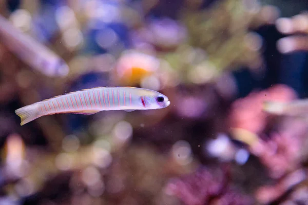 Shotsilk goby Ptereleotris zebra vis — Stockfoto