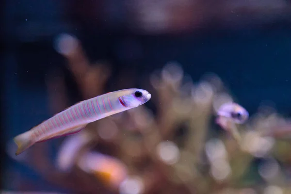 Shotsilk 제 Ptereleotris 얼룩말 물고기 — 스톡 사진