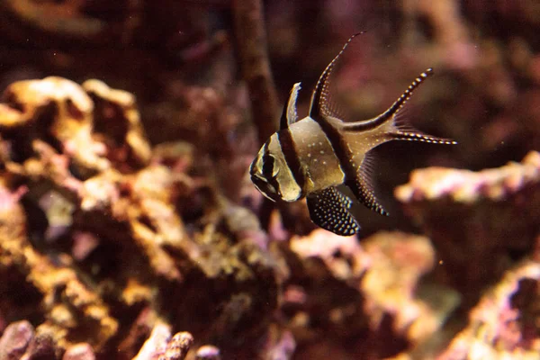 Banggai cardinalfish Pterapogon kauderni — Fotografia de Stock