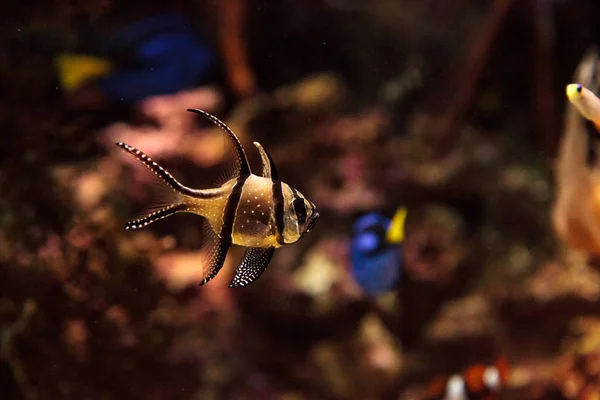 Banggai cardinalfish Pterapogon kauderni — Fotografia de Stock