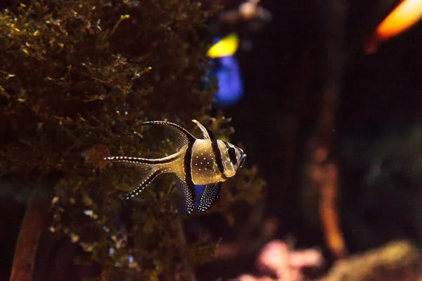 Banggai cardinalfish Pterapogon kauderni — Fotografia de Stock
