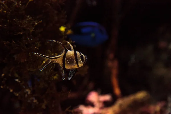 방가 이 갈 생선 Pterapogon kauderni — 스톡 사진