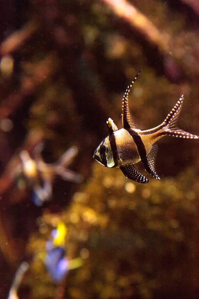 Banggai cardinalfish Pterapogon kauderni — Fotografia de Stock