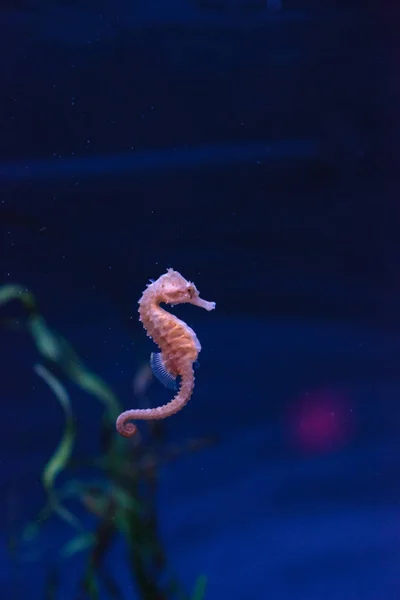 Στίγματα seahorse kuda ιππόκαμπο — Φωτογραφία Αρχείου